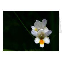 Lirios de día blancos en tarjeta de felicitación n