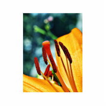 Lirios del lirio de día de las flores esculturas fotograficas