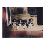 Litera de la postal del perro de perritos del bord