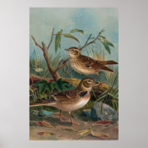 Litho antiguo, alondra de Calandra y Woodlark Impresiones