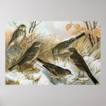 Litho antiguo, género del Anthus (pipits), inviern Poster