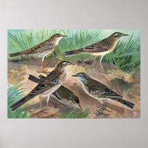 Litho antiguo, género del Anthus (pipits), verano, Poster