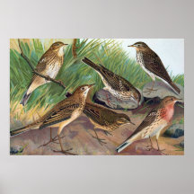 Litho antiguo, género del Anthus (pipits), verano Poster