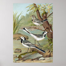 Litho antiguo, wagtail blanco poster
