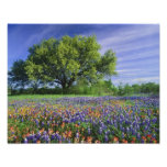 Live Oak y brocha de Tejas, y Tejas Arte Fotográfico