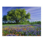 Live Oak y brocha de Tejas, y Tejas Postales