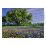 Live Oak y brocha de Tejas, y Tejas Tarjetón