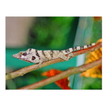 Lizzard Tarjeta Postal