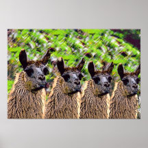 ¿'Llama del SE de Como? ' Poster