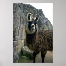 Llama en ruinas peruanas impresiones