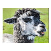 Llama linda del bebé tarjeta postal