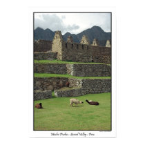 Llamas de Machu Picchu Perú posters