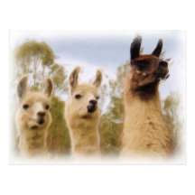 Llamas Tarjetas Postales