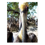 Llave del refugio de aves del pelícano largo, post