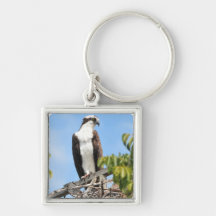 Llavero de Osprey
