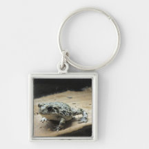 Llavero del sapo