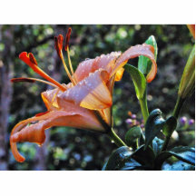 Lluvia de las flores de los Daylilies del Daylily Esculturas Fotográficas