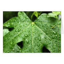 Lluvia en la hoja tarjetas