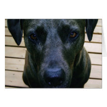 Lo siento, animal, perro felicitaciones