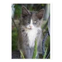 Loakey el gato postales