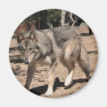 Lobo alfa imanes para frigoríficos