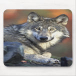 Lobo Alfombrillas De Ratón