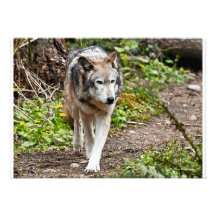 Lobo Anuncios Personalizados