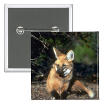 Lobo crinado que se acuesta pins