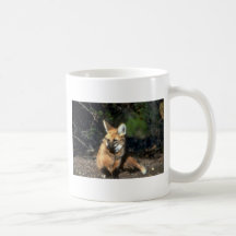 Lobo crinado que se acuesta tazas