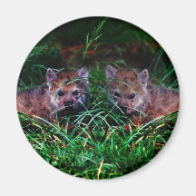 Lobo Cubs Imán