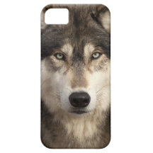 Lobo de madera de Jim Zuckerman iPhone 5 Cárcasa
