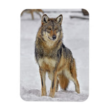 Lobo en el reloj iman de vinilo
