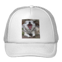 lobo gorras