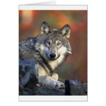 lobo gris del timberwolf felicitaciones