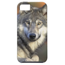 lobo gris del timberwolf iPhone 5 Case-Mate coberturas