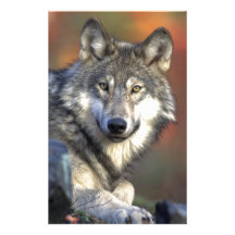 lobo gris del timberwolf papeleria de diseño