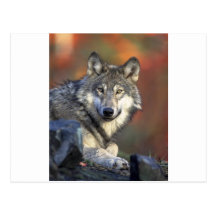lobo gris del timberwolf tarjeta postal