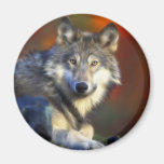 Lobo gris, fotografía de Digitaces en peligro de l Imán