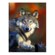 Lobo gris, fotografía de Digitaces en peligro de l Postales