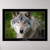 Lobo gris poster