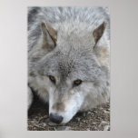 Lobo gris posters