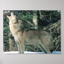 Lobo gris que grita poster