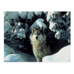 Lobo gris tarjeta postal
