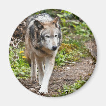 Lobo Imán Para Frigorífico