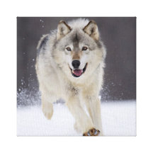Lobo Impresión En Lienzo Estirada
