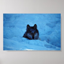 Lobo Impresiones
