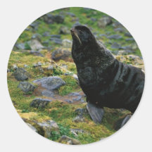 Lobo marino etiquetas  