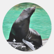 Lobo marino etiquetas  