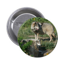 Lobo mexicano en peligro pin