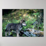 Lobo-pequeño perrito gris en maderas verdes impresiones